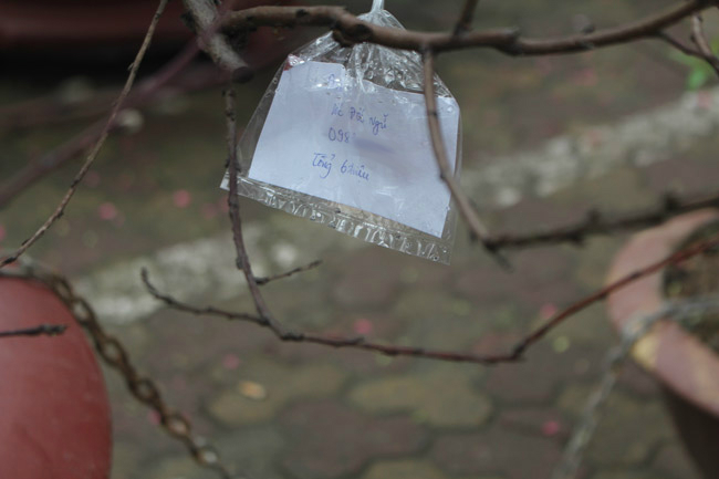 Đào cổ Nhật Tân giá hàng trăm triệu đồng nằm đường” chờ khách-7