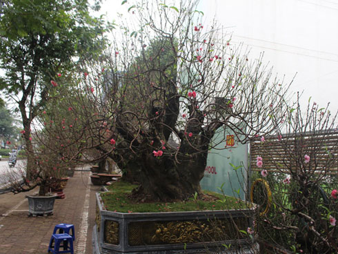 Hàng trăm gốc đào trị giá hơn nửa tỷ bị phá hoại trong đêm-16