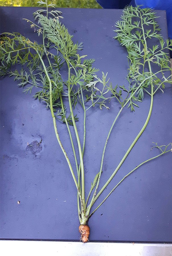 Những kẻ đen đủi đến tột cùng trong chuyện ăn uống-1