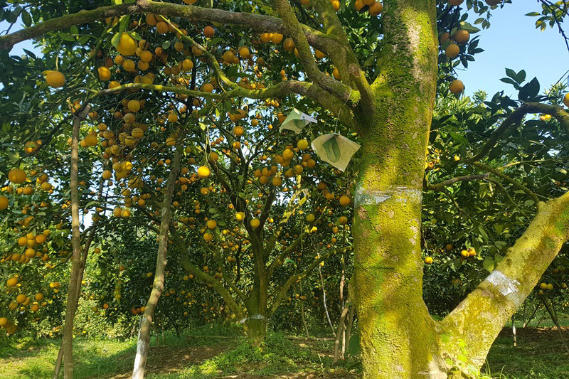 Rừng cam 100 tỷ vàng rực hiếm có-1