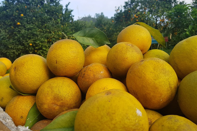 Rừng cam 100 tỷ vàng rực hiếm có-10