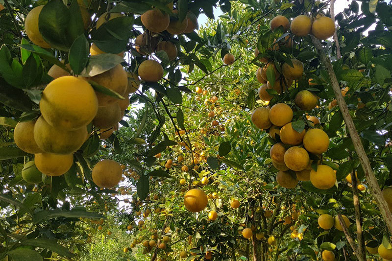 Rừng cam 100 tỷ vàng rực hiếm có-3