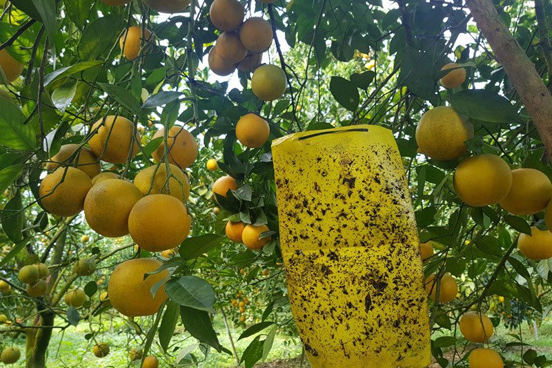 Rừng cam 100 tỷ vàng rực hiếm có-6