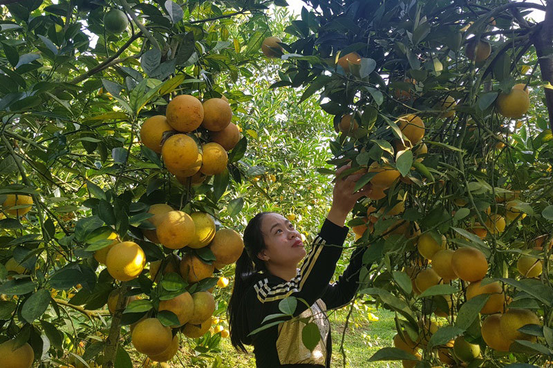 Rừng cam 100 tỷ vàng rực hiếm có-8