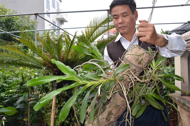 Diện kiến lan Gái Nhảy, thân như cẳng gà mà giá đắt không tưởng-3