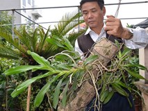 Diện kiến lan 'Gái Nhảy', thân như cẳng gà mà giá đắt không tưởng Diện kiến lan 'Gái Nhảy', thân như cẳng gà mà giá đắt không tưởng