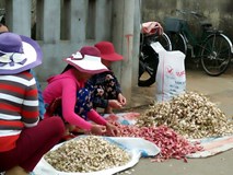 Dân đảo Lý Sơn: 1 cái Tết buốt ruột, nghĩ đến thêm đắng lòng Dân đảo Lý Sơn: 1 cái Tết buốt ruột, nghĩ đến thêm đắng lòng