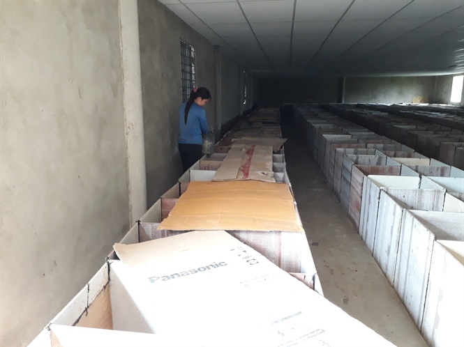 Nuôi đàn chuột núi 4.000 con thu 6 tỷ đồng/năm-1