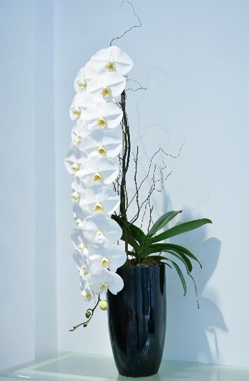 Lan hồ điệp nhập ngoại 3 triệu đồng/cành vẫn ùn ùn mua về chơi Tết-1