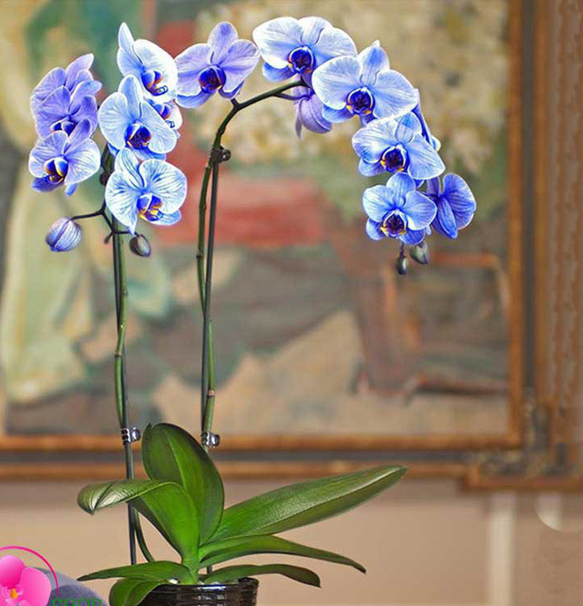 Lan hồ điệp nhập ngoại 3 triệu đồng/cành vẫn ùn ùn mua về chơi Tết-2