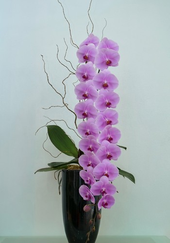 Lan hồ điệp nhập ngoại 3 triệu đồng/cành vẫn ùn ùn mua về chơi Tết-3