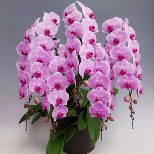 Lan hồ điệp nhập ngoại 3 triệu đồng/cành vẫn ùn ùn mua về chơi Tết-4