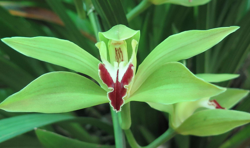 Vườn hoa lan xanh ngọc hiếm có: Anh nông dân Lào Cai thu 20 tỷ mùa Tết-1