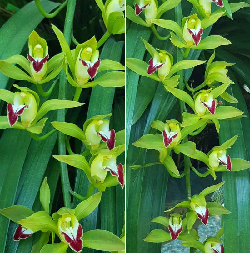 Vườn hoa lan xanh ngọc hiếm có: Anh nông dân Lào Cai thu 20 tỷ mùa Tết-3