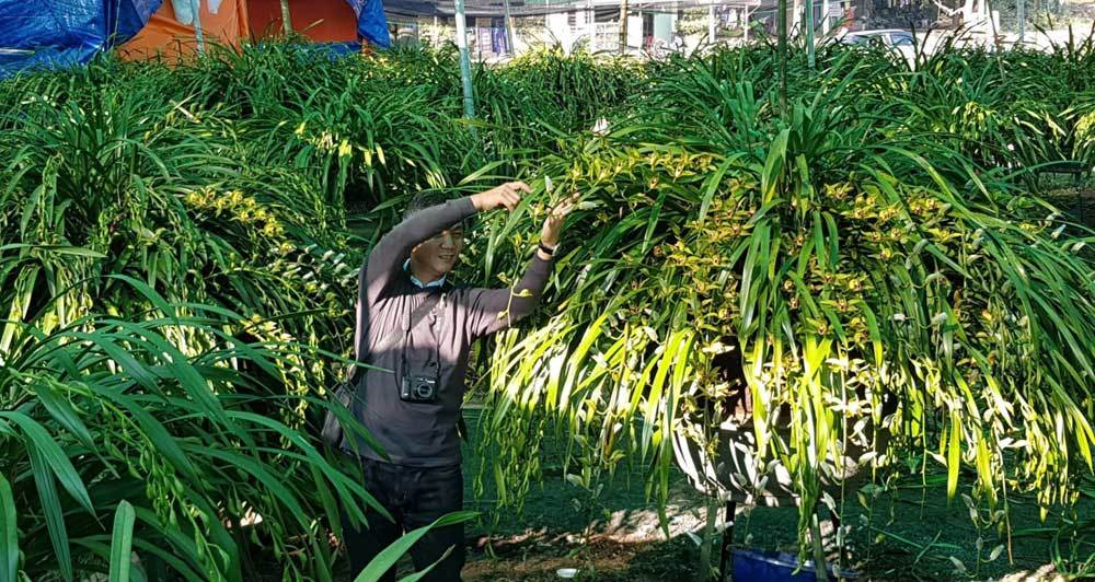 Vườn hoa lan xanh ngọc hiếm có: Anh nông dân Lào Cai thu 20 tỷ mùa Tết-5