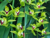 Vườn hoa lan xanh ngọc hiếm có: Anh nông dân Lào Cai thu 20 tỷ mùa Tết Vườn hoa lan xanh ngọc hiếm có: Anh nông dân Lào Cai thu 20 tỷ mùa Tết