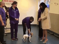 Cư dân mạng phát hiện thêm bằng chứng cho thấy Meghan có thể đang