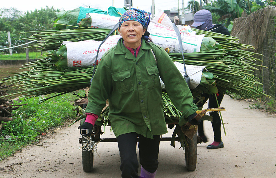 Ngọc xanh Tràng Cát: Trồng lá dong giữa Thủ đô, xuất đi Nga - Mỹ-11