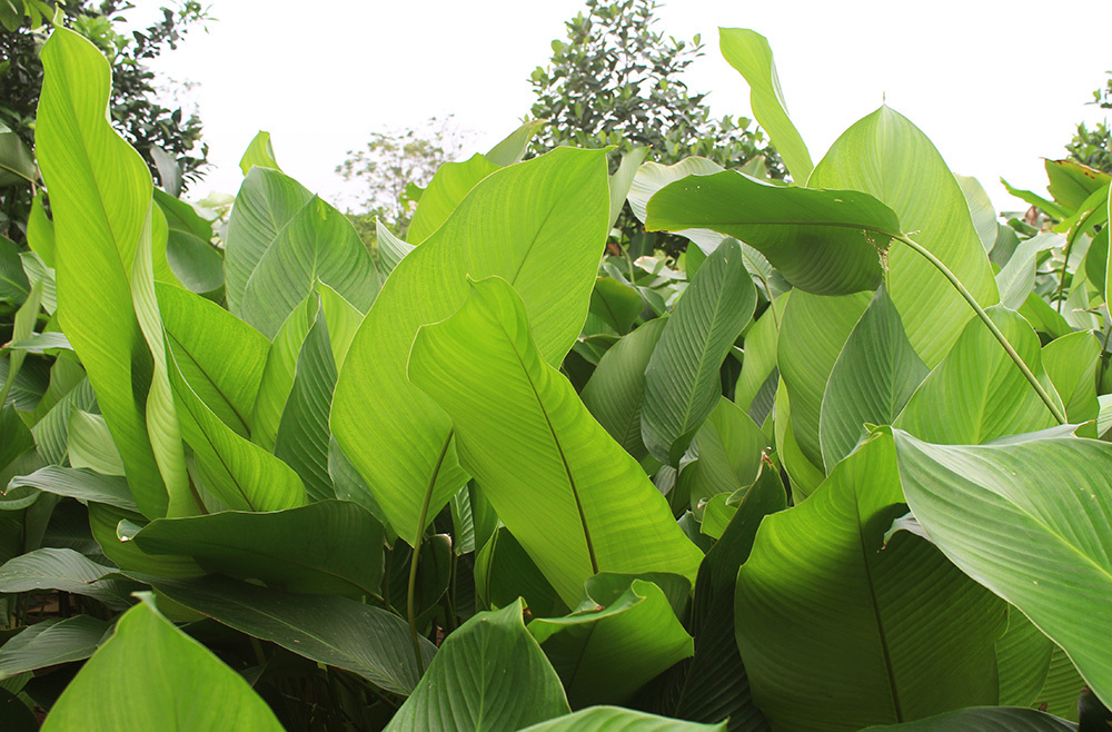 Ngọc xanh Tràng Cát: Trồng lá dong giữa Thủ đô, xuất đi Nga - Mỹ-2