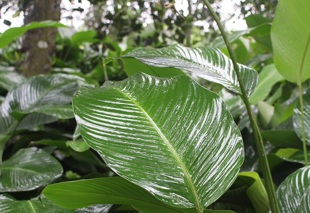 Ngọc xanh Tràng Cát: Trồng lá dong giữa Thủ đô, xuất đi Nga - Mỹ-4