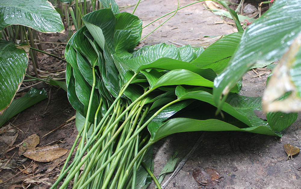 Ngọc xanh Tràng Cát: Trồng lá dong giữa Thủ đô, xuất đi Nga - Mỹ-5