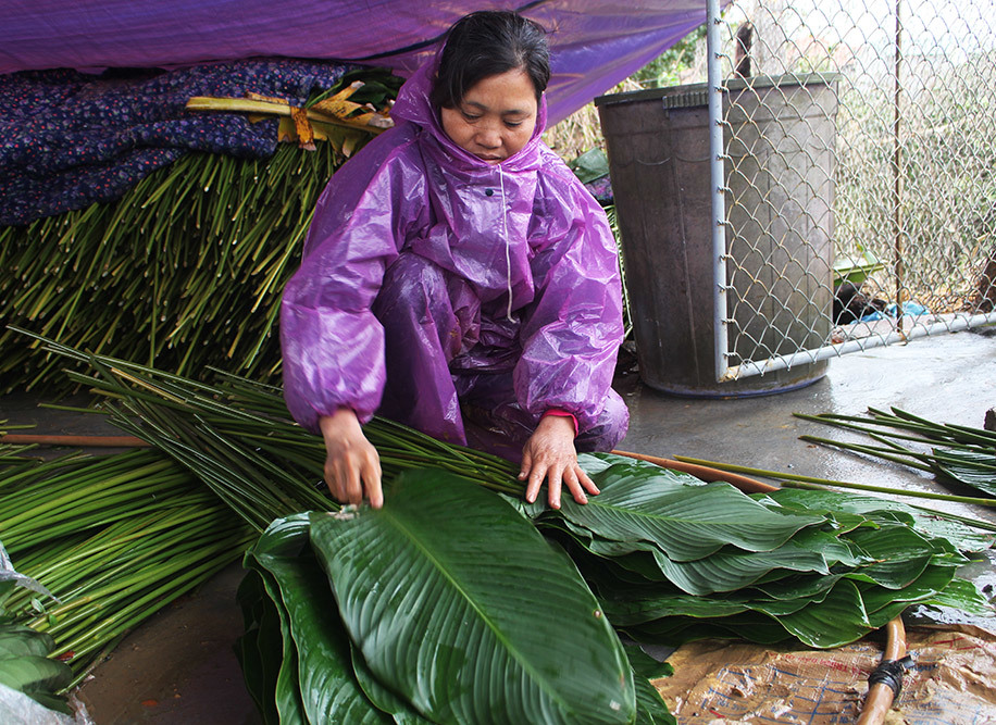 Ngọc xanh Tràng Cát: Trồng lá dong giữa Thủ đô, xuất đi Nga - Mỹ-7
