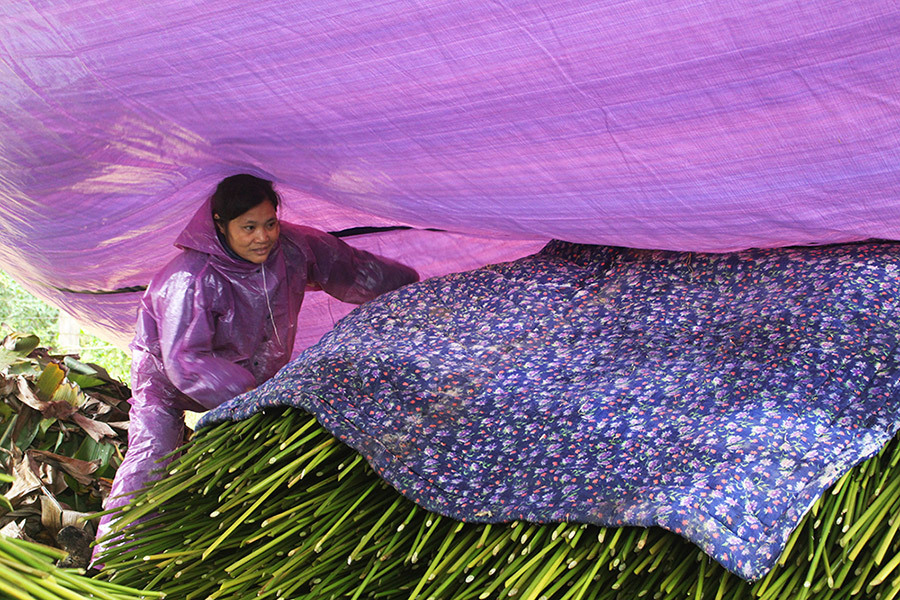 Ngọc xanh Tràng Cát: Trồng lá dong giữa Thủ đô, xuất đi Nga - Mỹ-8