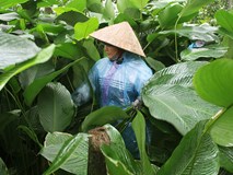 'Ngọc xanh' Tràng Cát: Trồng lá dong giữa Thủ đô, xuất đi Nga - Mỹ 'Ngọc xanh' Tràng Cát: Trồng lá dong giữa Thủ đô, xuất đi Nga - Mỹ