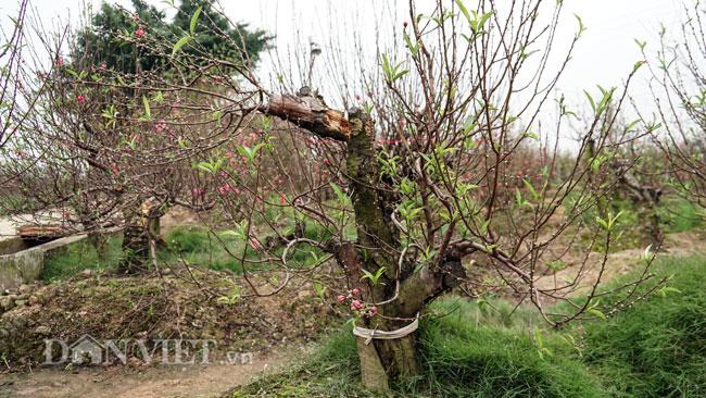 Hàng trăm gốc đào trị giá hơn nửa tỷ bị phá hoại trong đêm-1