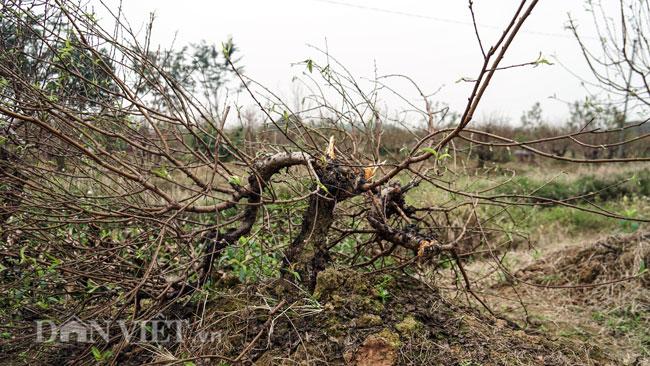 Hàng trăm gốc đào trị giá hơn nửa tỷ bị phá hoại trong đêm-2