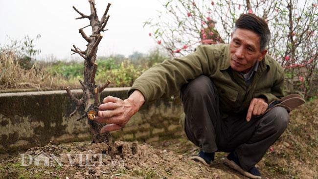 Hàng trăm gốc đào trị giá hơn nửa tỷ bị phá hoại trong đêm-5