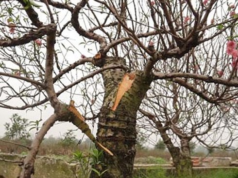 Hàng trăm gốc đào trị giá hơn nửa tỷ bị phá hoại trong đêm