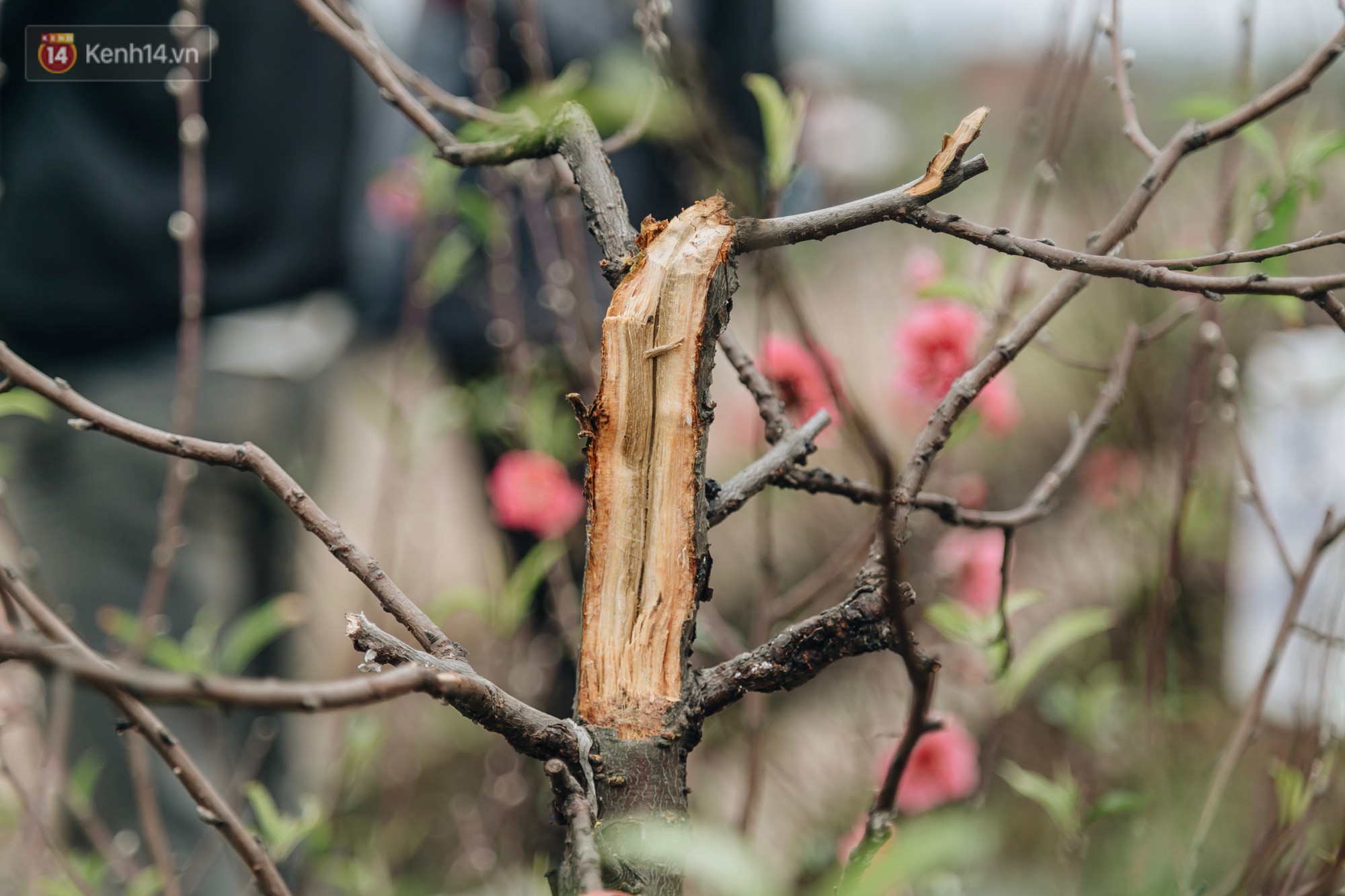Gần 200 gốc đào của người dân Bắc Ninh bị chặt phá trong đêm: Tết năm nay còn chả có bánh chưng mà ăn-4