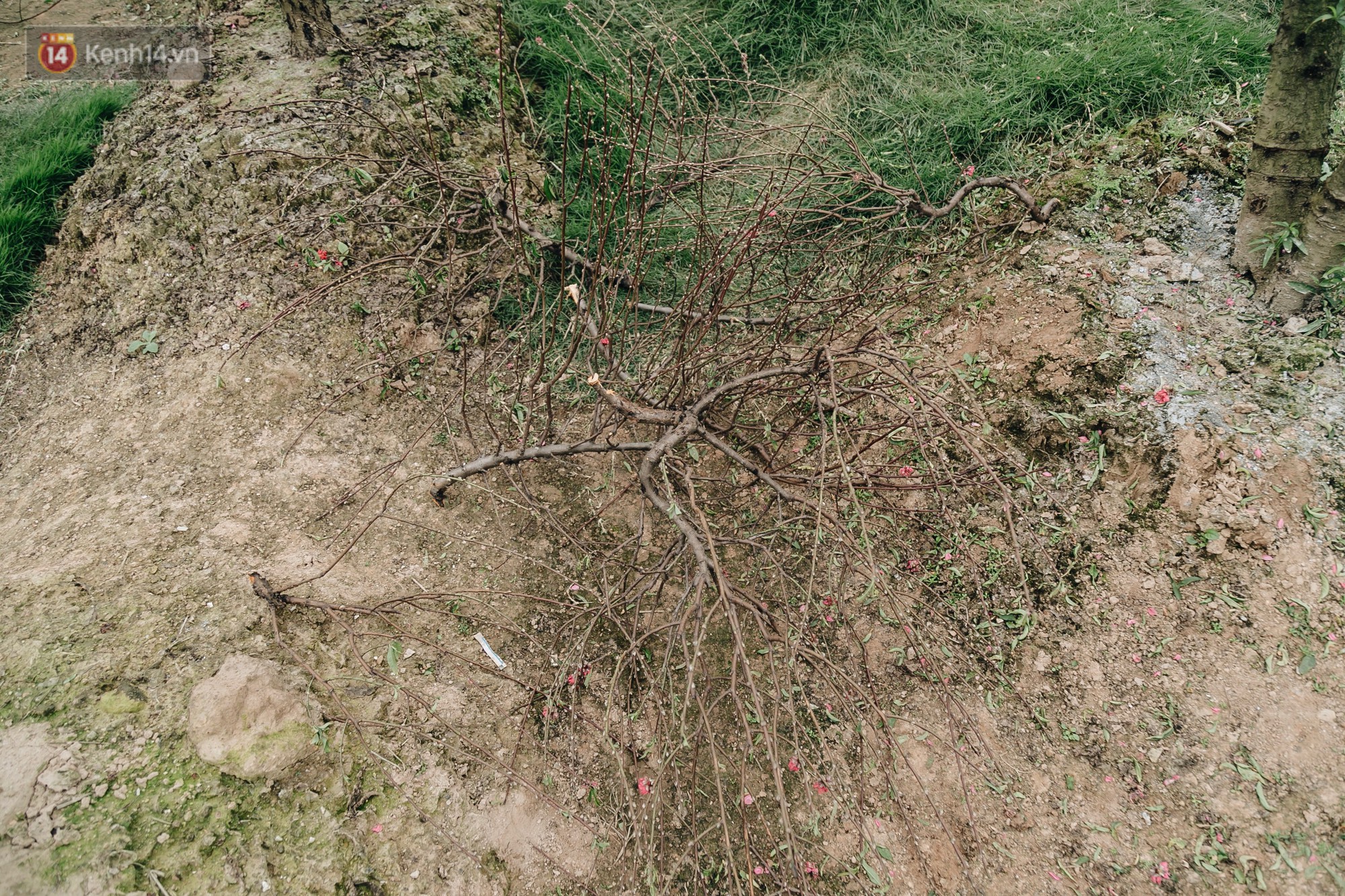 Gần 200 gốc đào của người dân Bắc Ninh bị chặt phá trong đêm: Tết năm nay còn chả có bánh chưng mà ăn-13