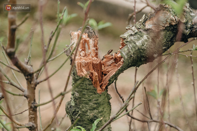 Gần 200 gốc đào của người dân Bắc Ninh bị chặt phá trong đêm: Tết năm nay còn chả có bánh chưng mà ăn-6