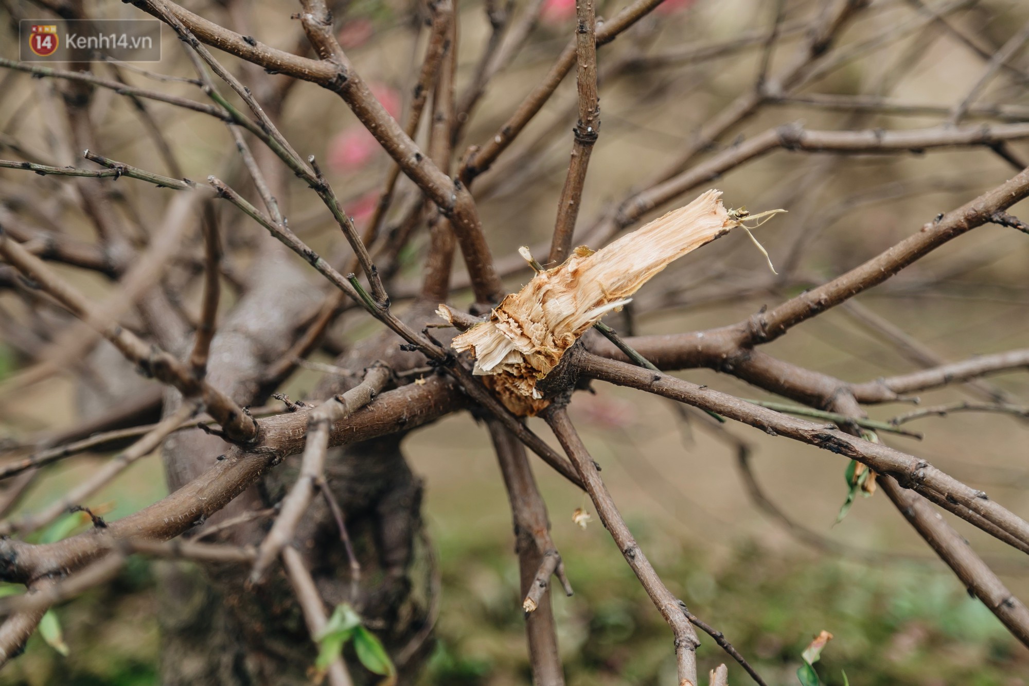 Gần 200 gốc đào của người dân Bắc Ninh bị chặt phá trong đêm: Tết năm nay còn chả có bánh chưng mà ăn-19
