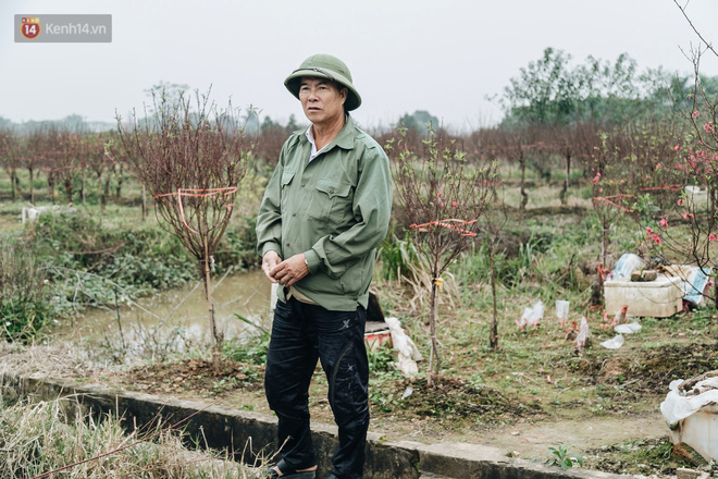 Gần 200 gốc đào của người dân Bắc Ninh bị chặt phá trong đêm: Tết năm nay còn chả có bánh chưng mà ăn-17