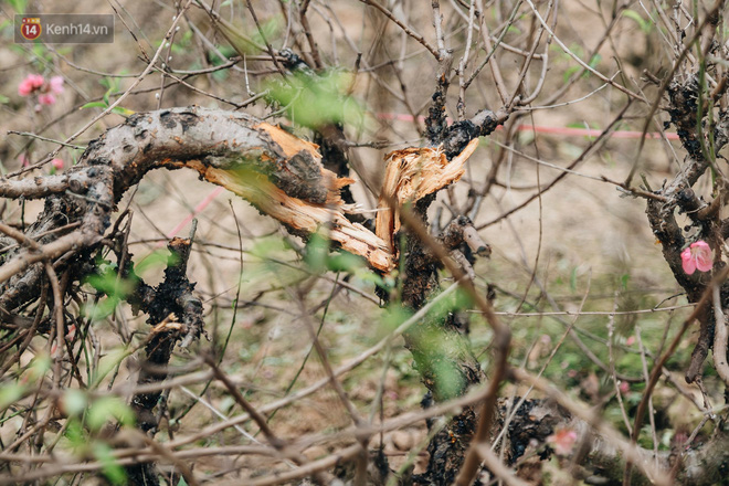 Gần 200 gốc đào của người dân Bắc Ninh bị chặt phá trong đêm: Tết năm nay còn chả có bánh chưng mà ăn-5