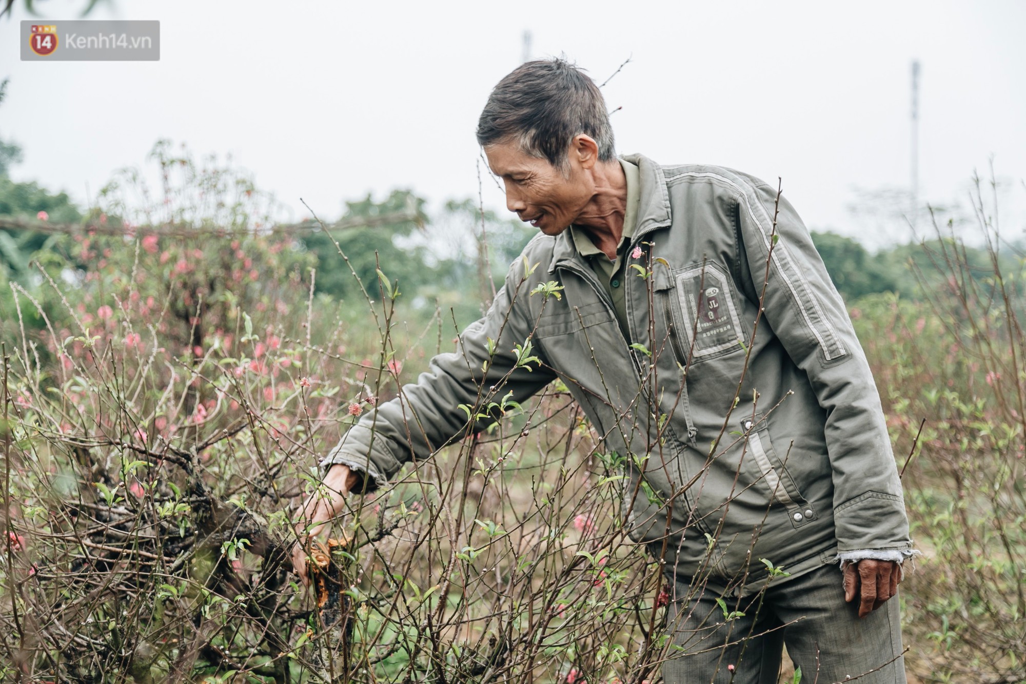 Gần 200 gốc đào của người dân Bắc Ninh bị chặt phá trong đêm: Tết năm nay còn chả có bánh chưng mà ăn-9