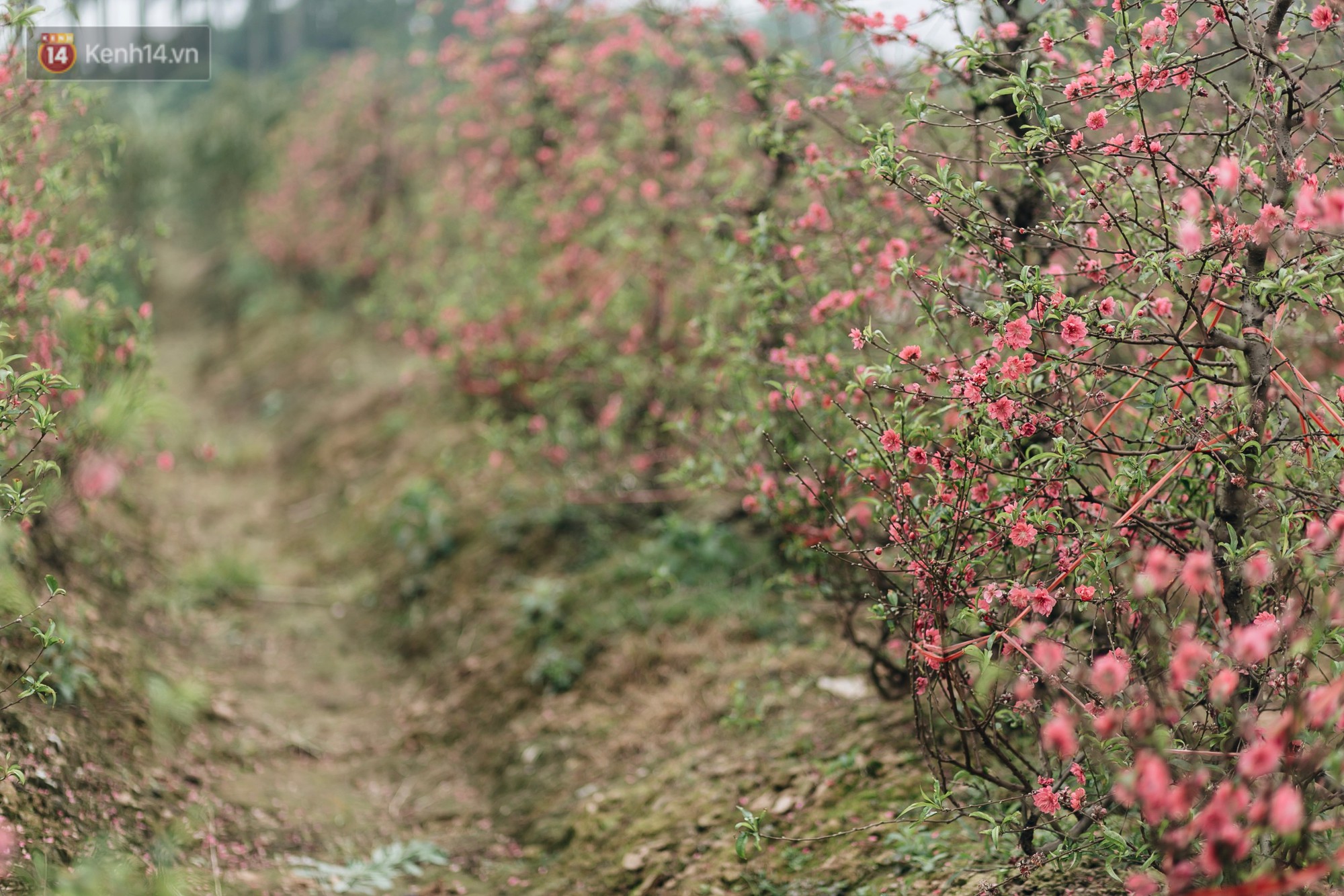 Gần 200 gốc đào của người dân Bắc Ninh bị chặt phá trong đêm: Tết năm nay còn chả có bánh chưng mà ăn-2