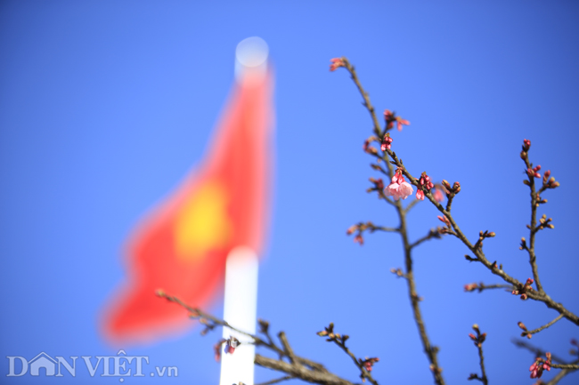 Mãn nhãn ngắm hoa anh đào nở tuyệt đẹp ở Sa Pa-2