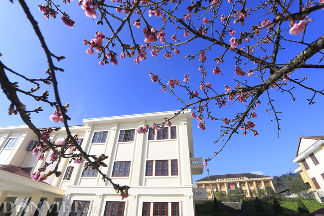 Mãn nhãn ngắm hoa anh đào nở tuyệt đẹp ở Sa Pa-3