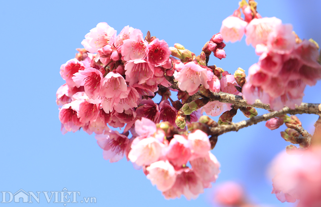 Mãn nhãn ngắm hoa anh đào nở tuyệt đẹp ở Sa Pa-4