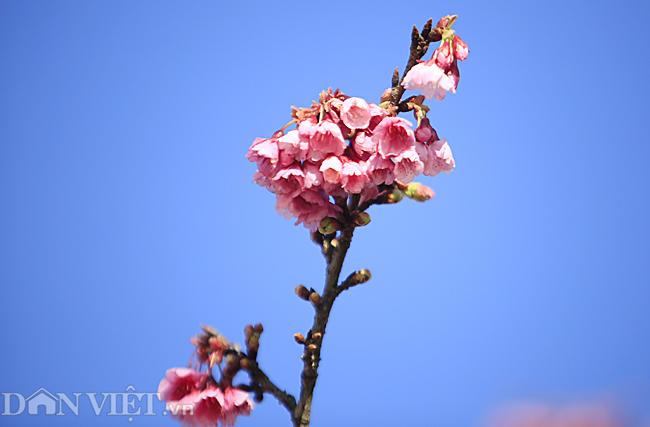 Mãn nhãn ngắm hoa anh đào nở tuyệt đẹp ở Sa Pa-8
