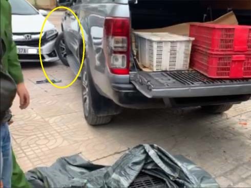 Buôn bán động vật hoang dã bị phát hiện, lái xe tông thẳng vào công an