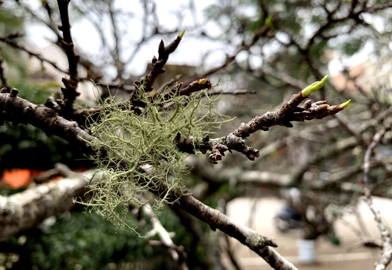 Cành hoa mận rừng trắng muốt độc nhất phố hoa Tết Hà Thành-9