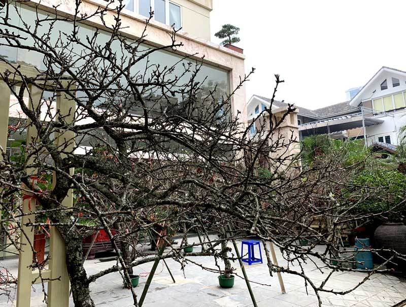 Cành hoa mận rừng trắng muốt độc nhất phố hoa Tết Hà Thành-1