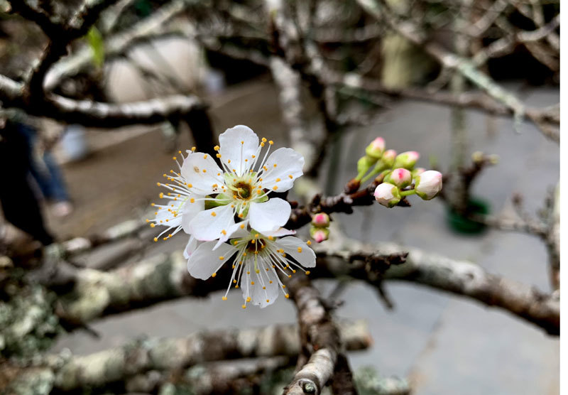 Cành hoa mận rừng trắng muốt độc nhất phố hoa Tết Hà Thành-3