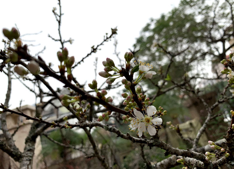 Cành hoa mận rừng trắng muốt độc nhất phố hoa Tết Hà Thành Man-rung-5