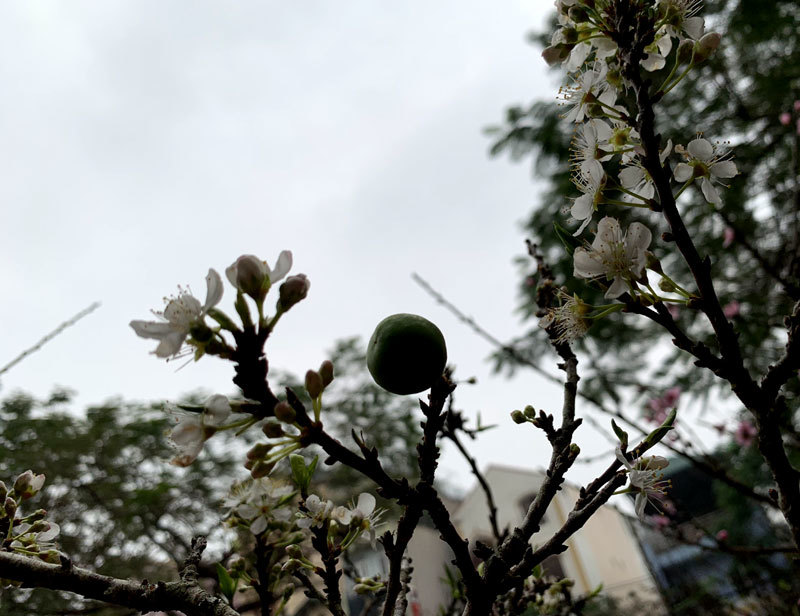 Cành hoa mận rừng trắng muốt độc nhất phố hoa Tết Hà Thành-5